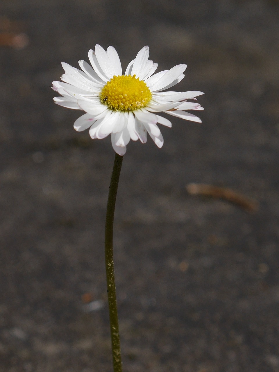 flower priroda margareta free photo