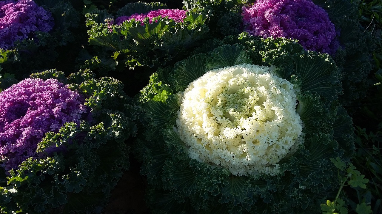 flower garden white free photo