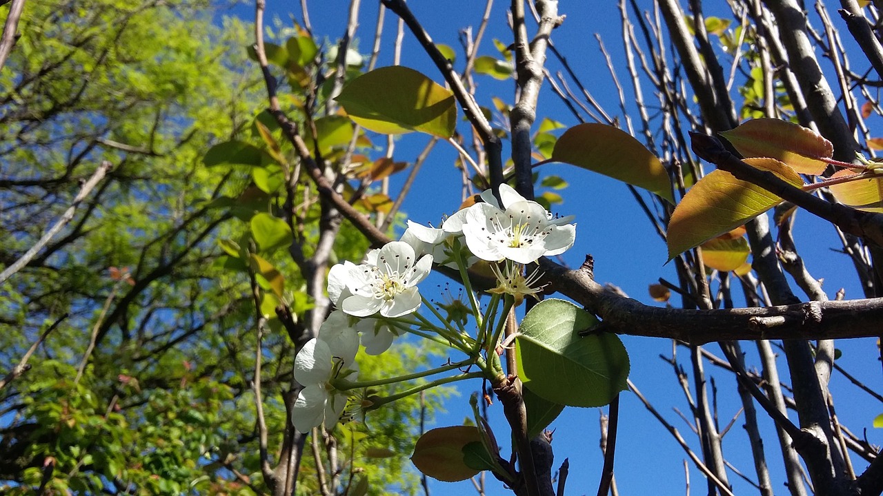 flower sky nature free photo