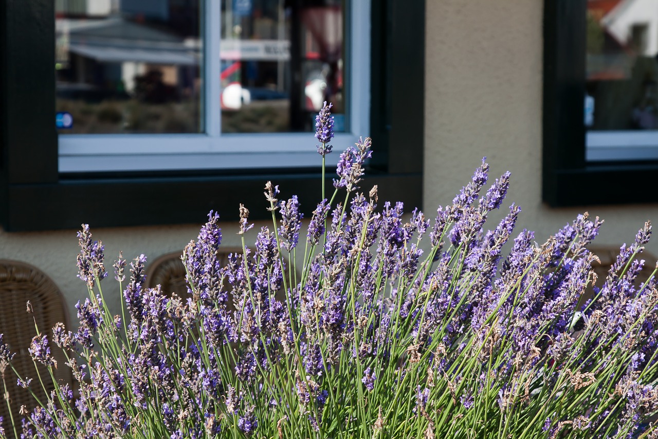 flower lavender herbs free photo