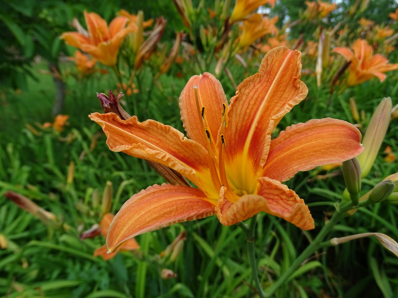 flower orange flowers blossom free photo