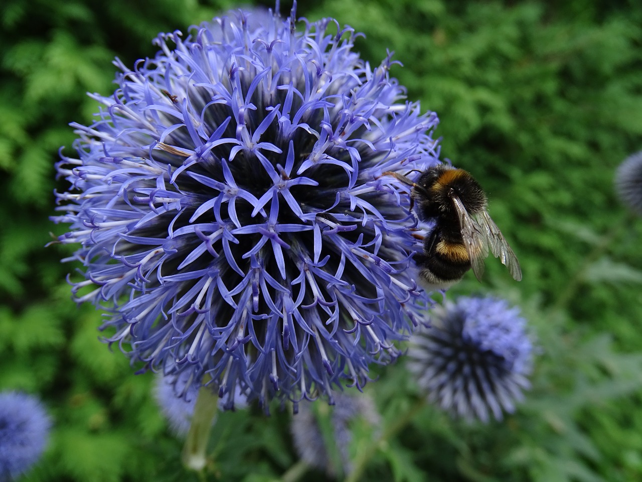 flower hummel purple free photo