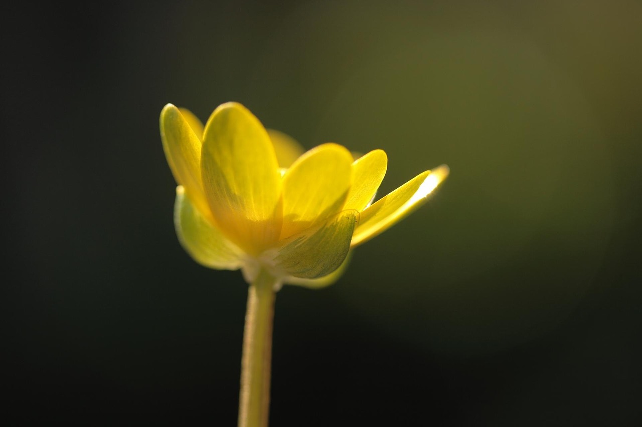 flower nature yellow free photo