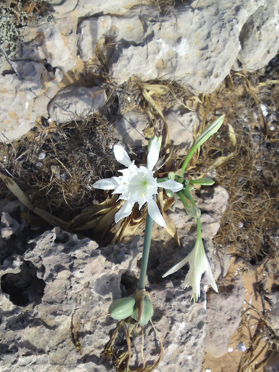 flower blossom bloom free photo