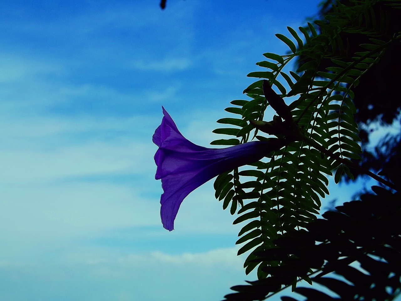 flower blue flora free photo