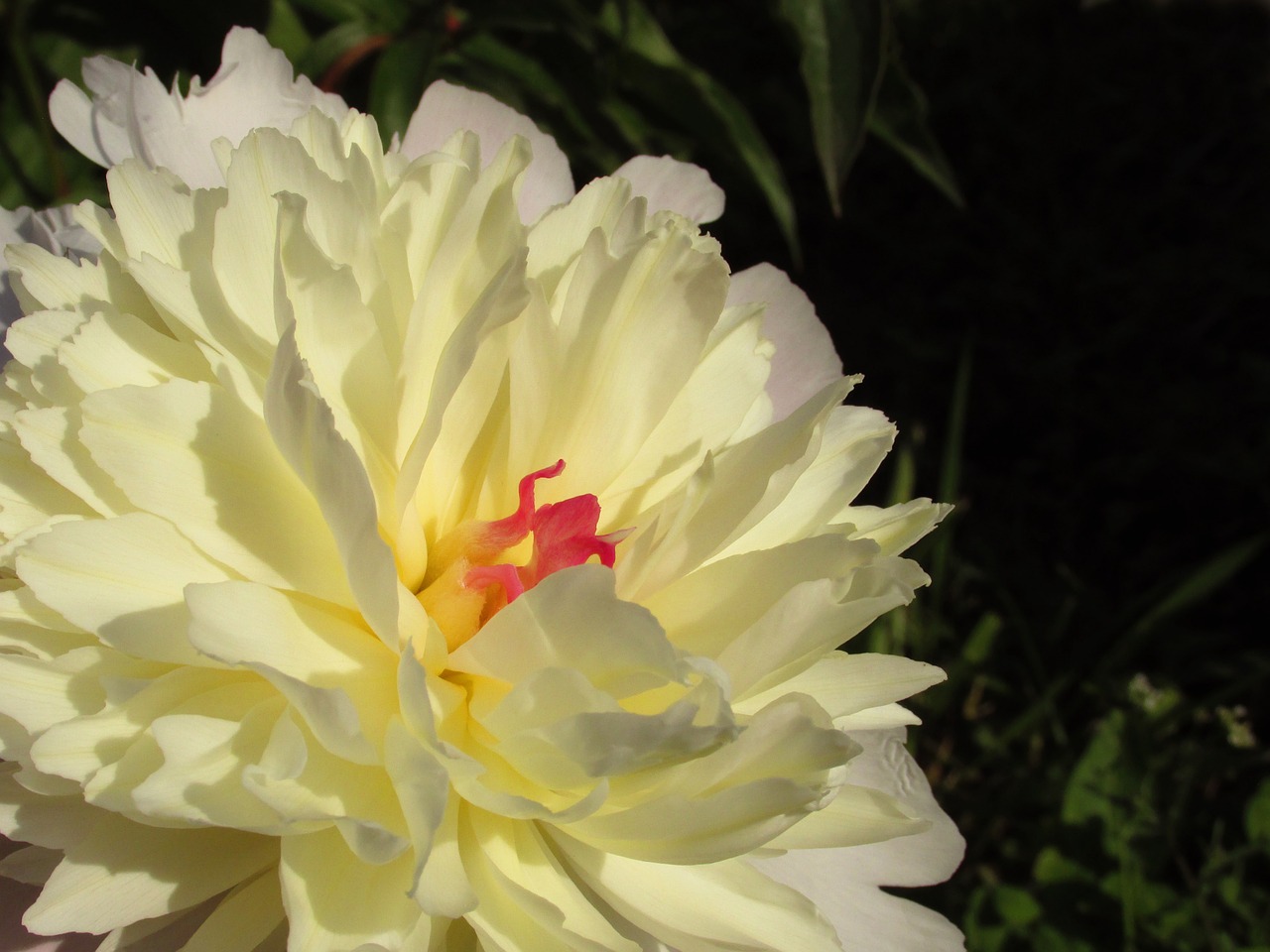 flower peony nature free photo