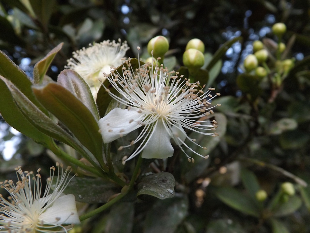 flower pollen flourish free photo