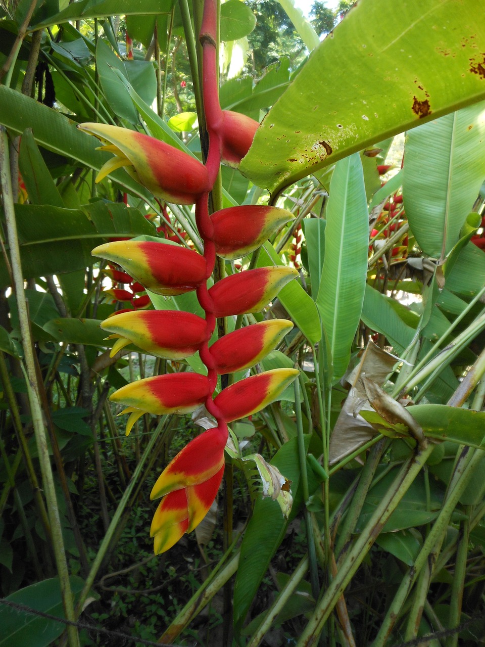 flower nature huasteca free photo