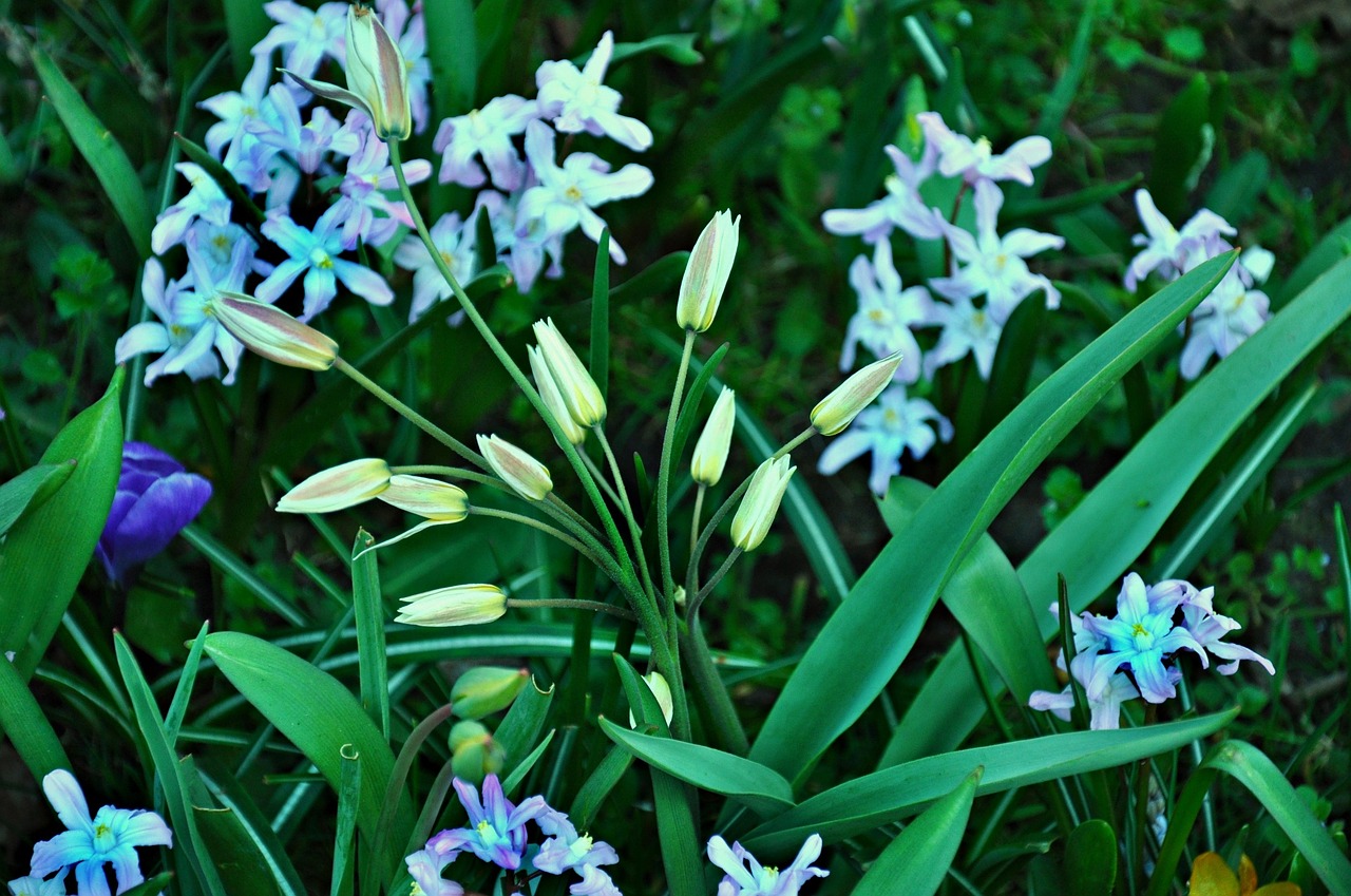 flower blossom bloom free photo