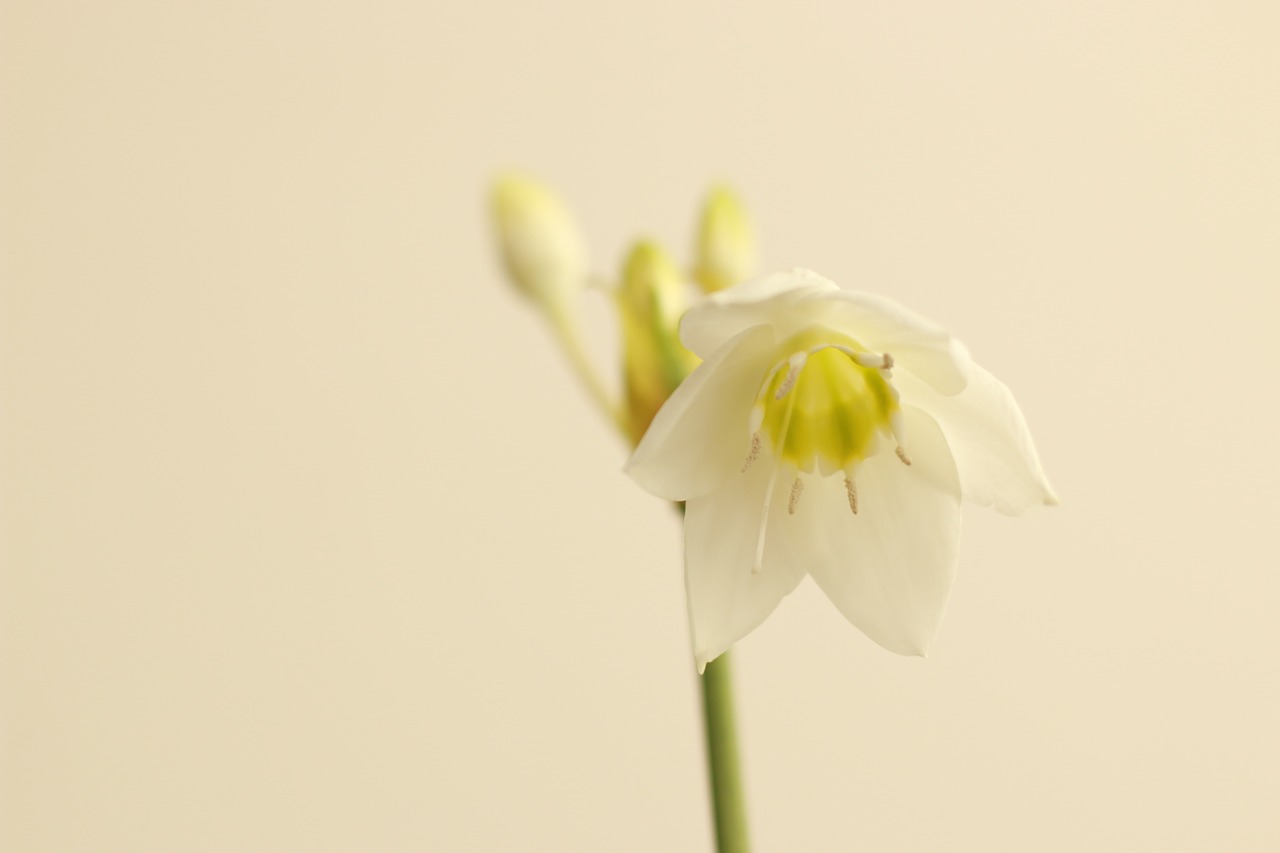 flower white white flowers free photo