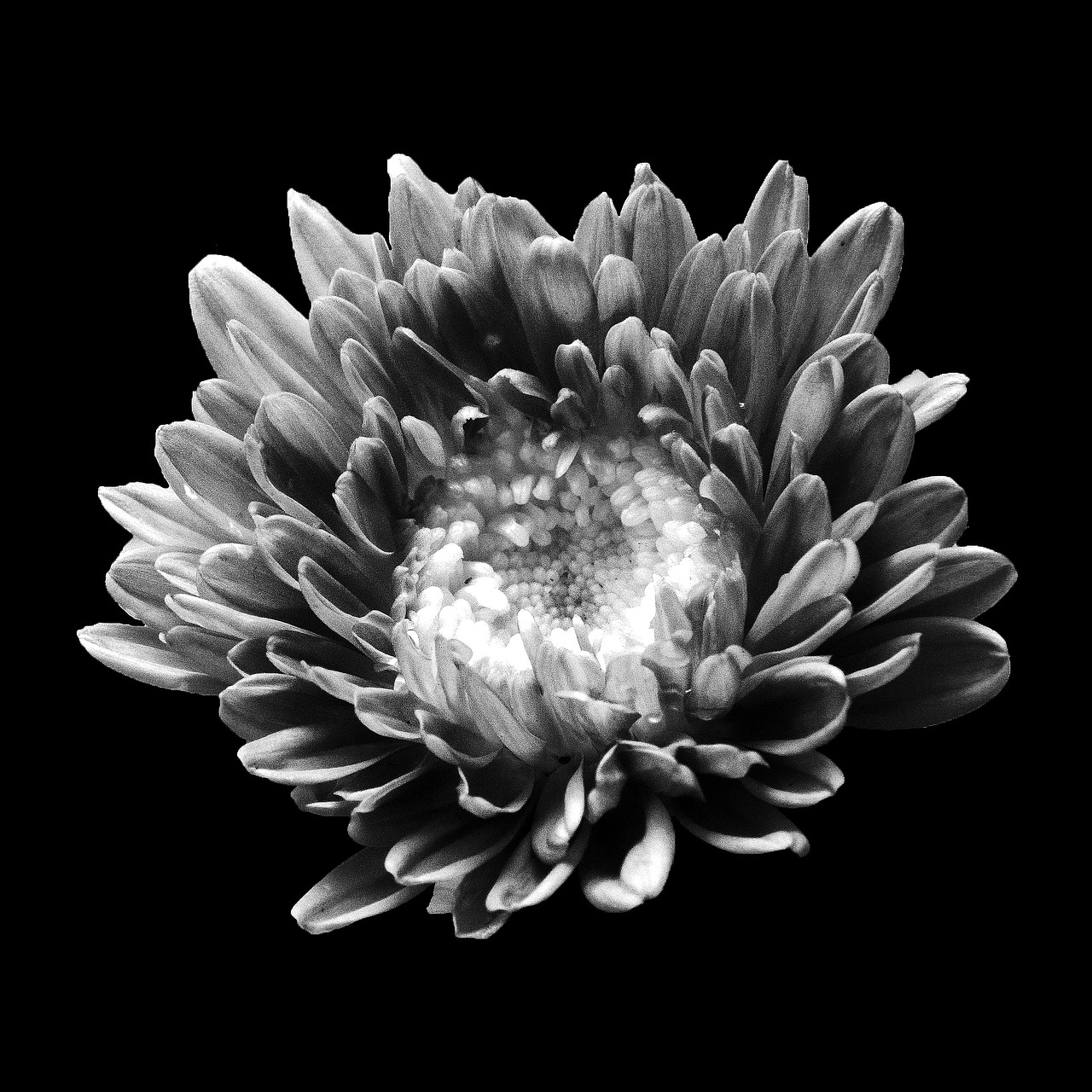 flower black and white floral free photo