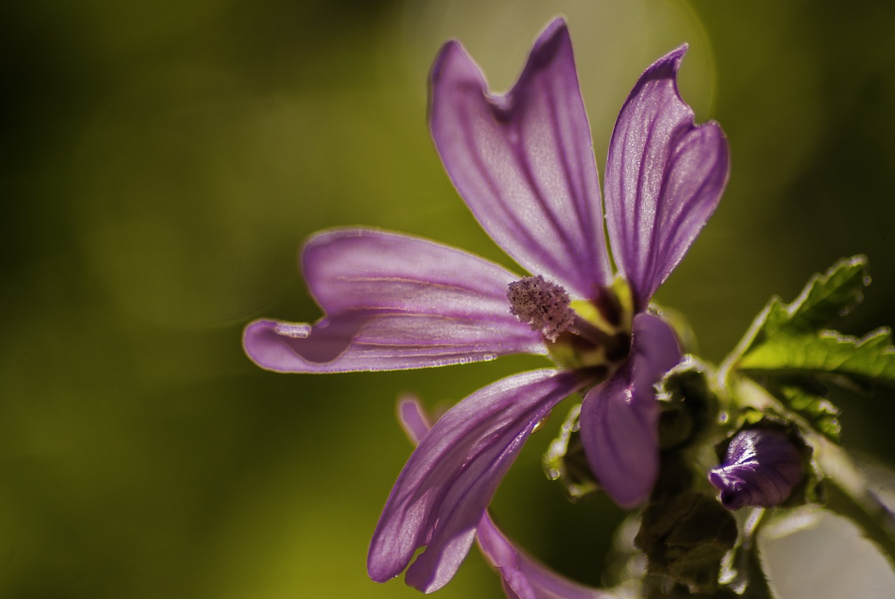 flower bokeh macro free photo