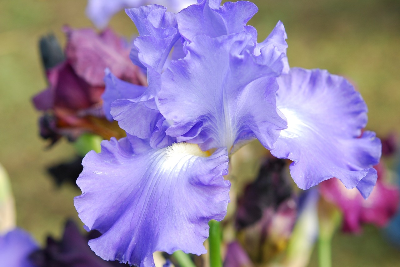 iris flower blue free photo