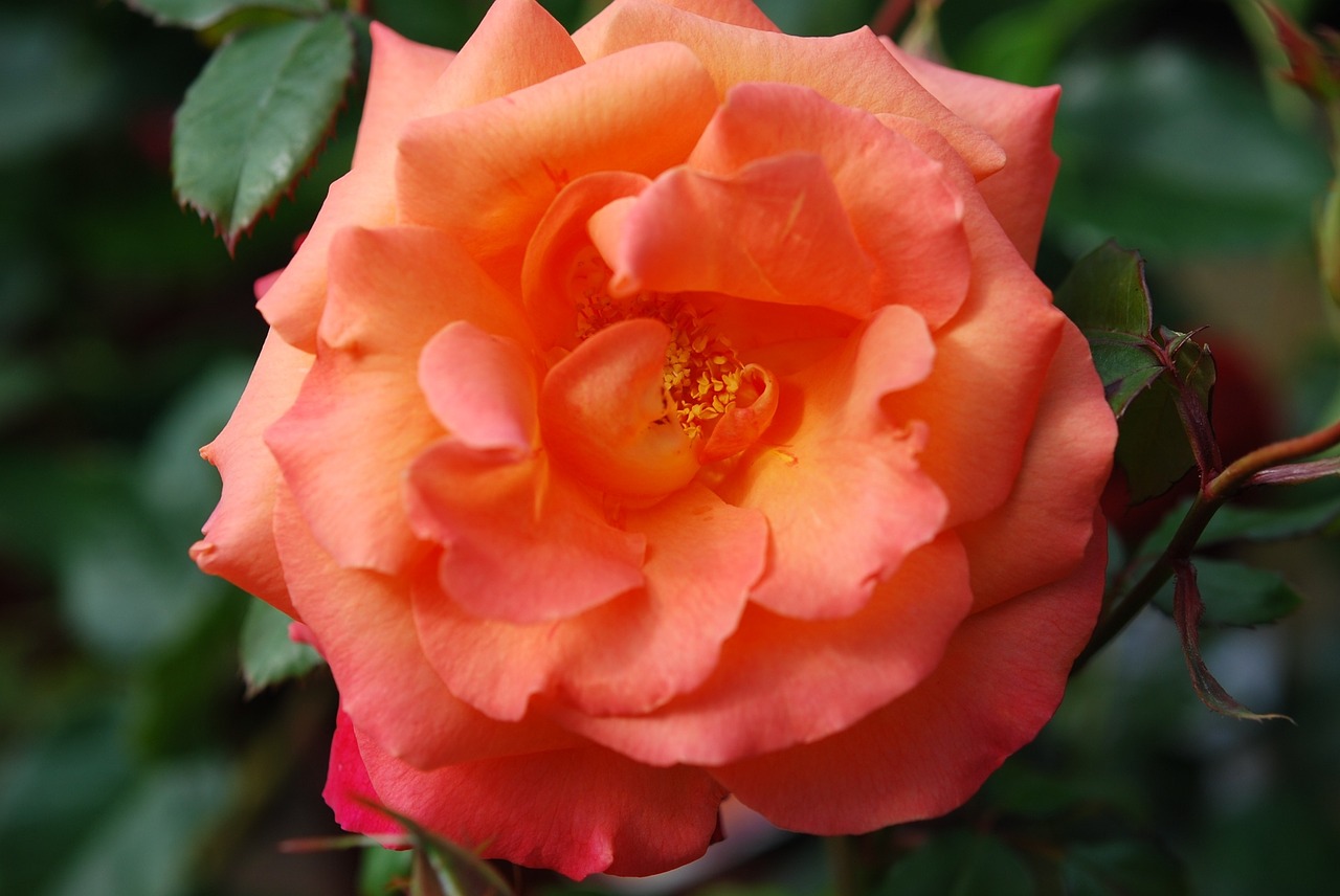 flower rose orange free photo