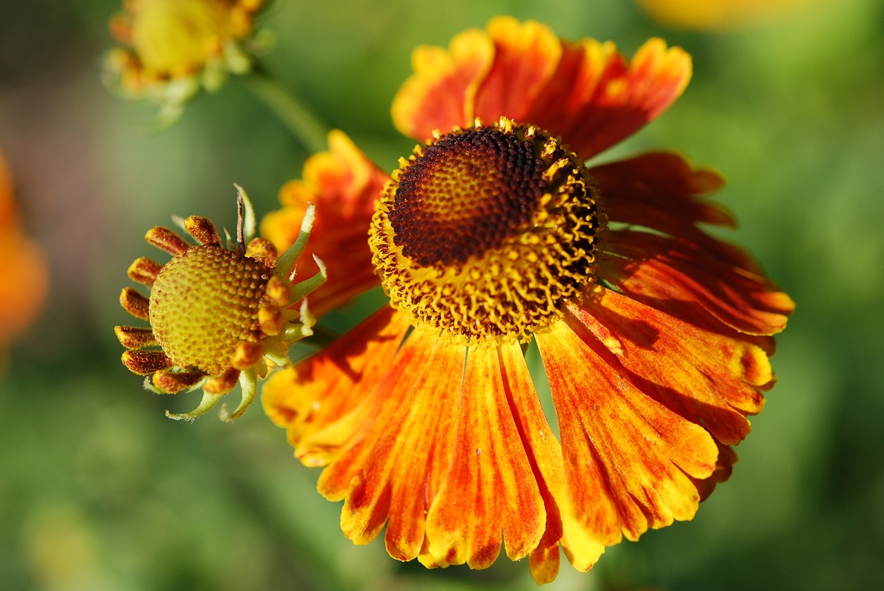 marigold flower blossom free photo