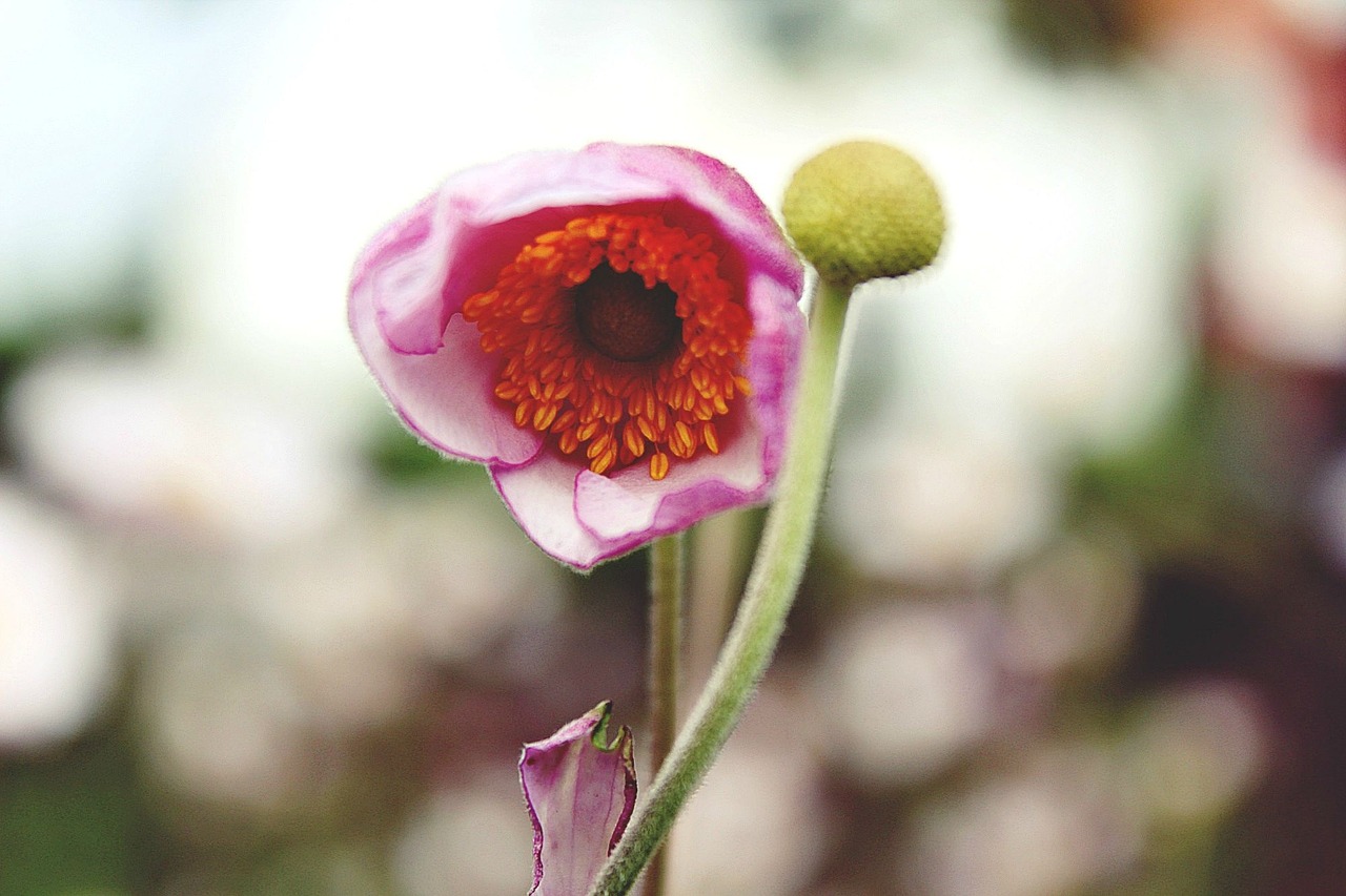 flower blossom bloom free photo