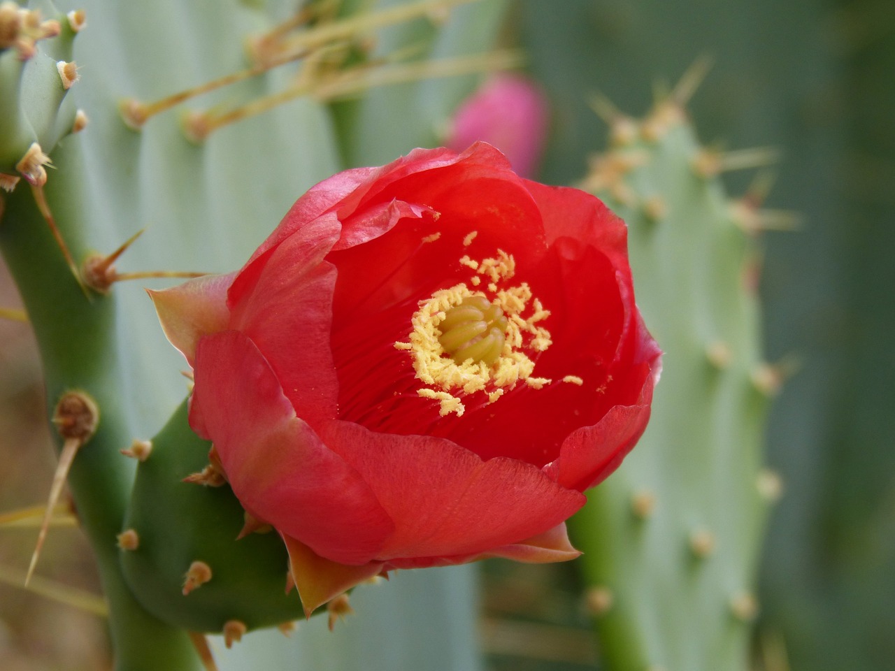 flower cactus beauty free photo