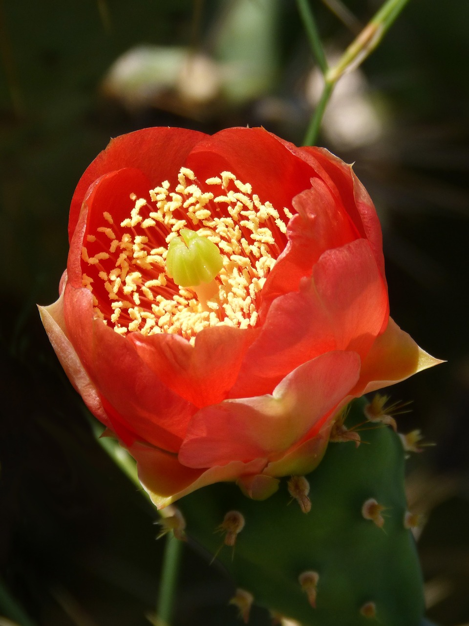 flower cactus spina free photo