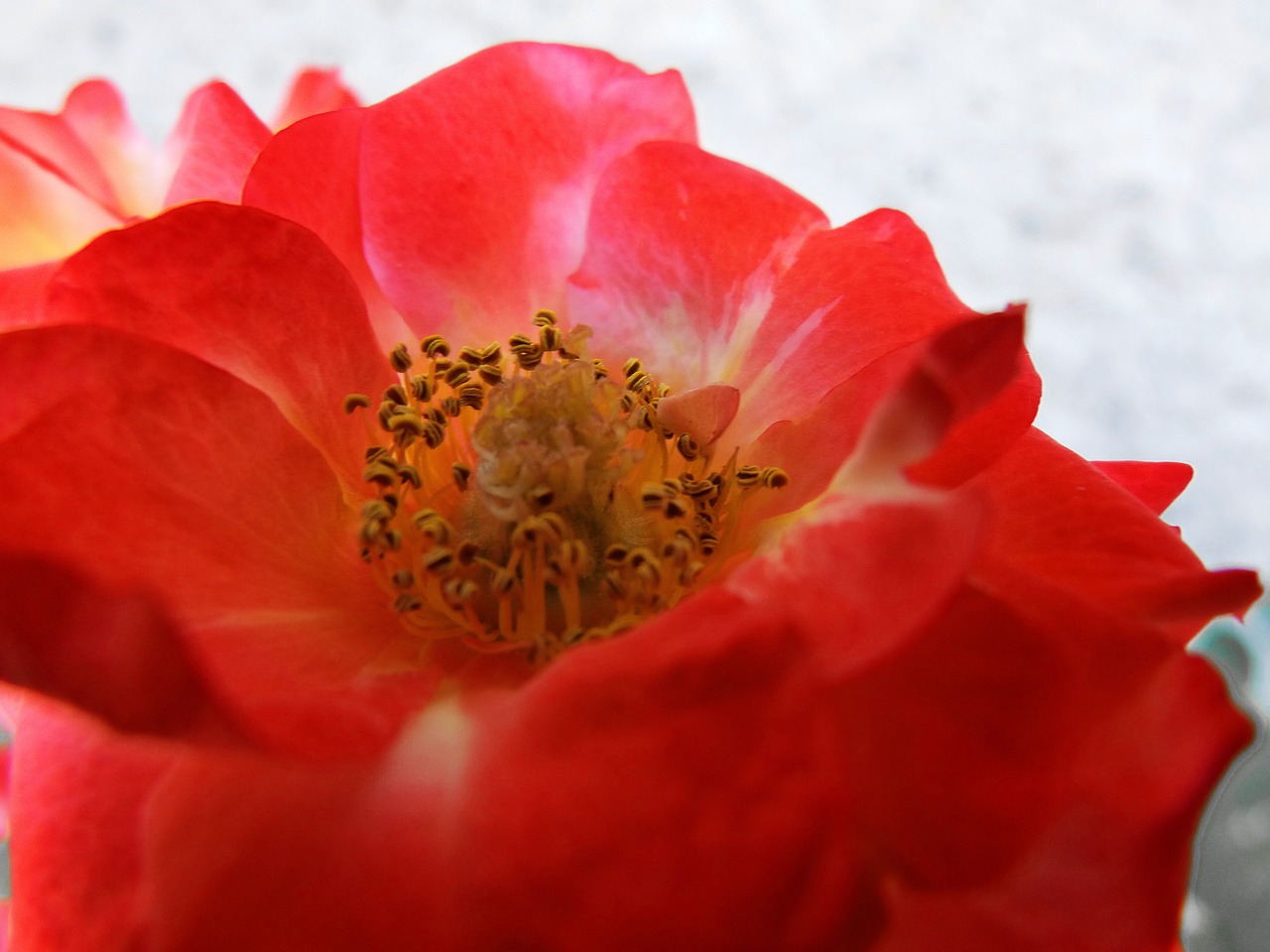 flower pistils rosa free photo