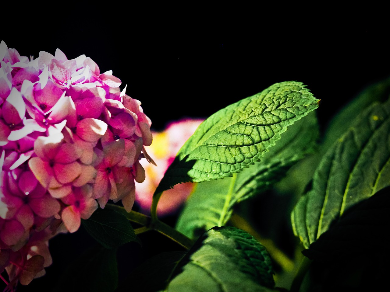 flower plant blossom free photo