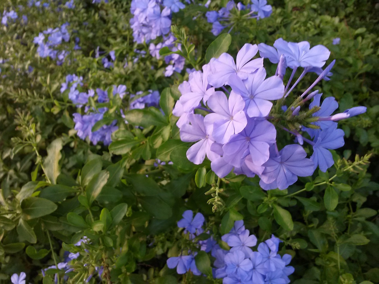 flower purple purple flower free photo