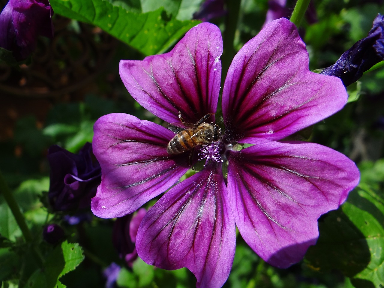 flower bee garden free photo