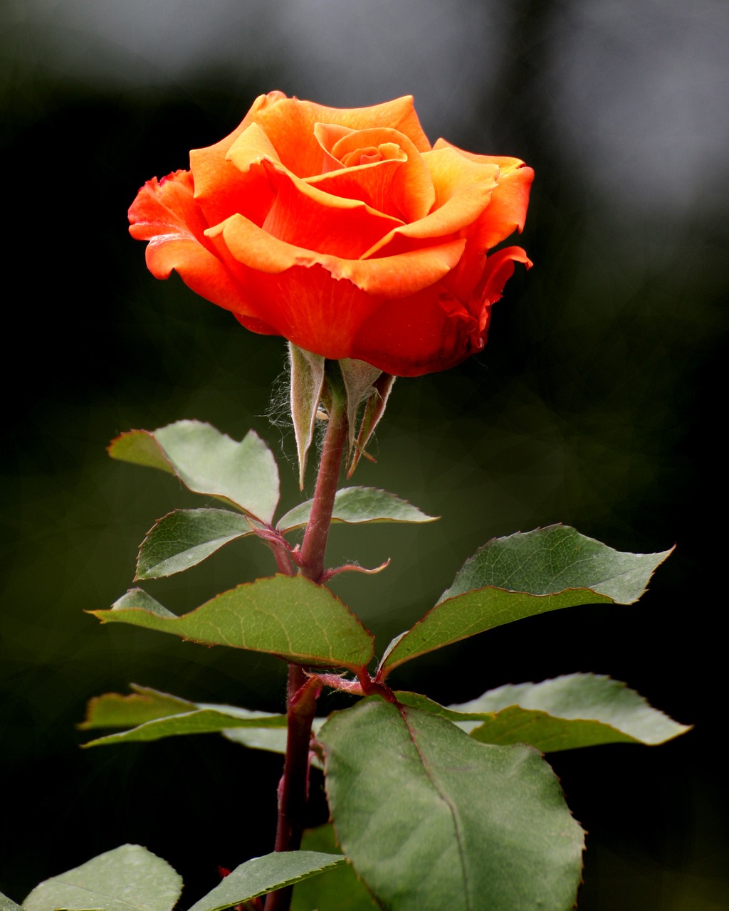 rose flower get well free photo