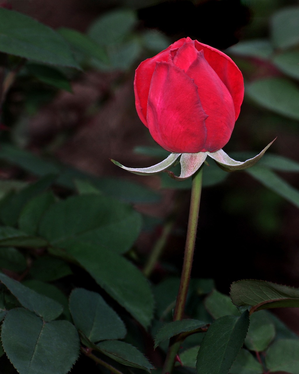 rose flower get well free photo