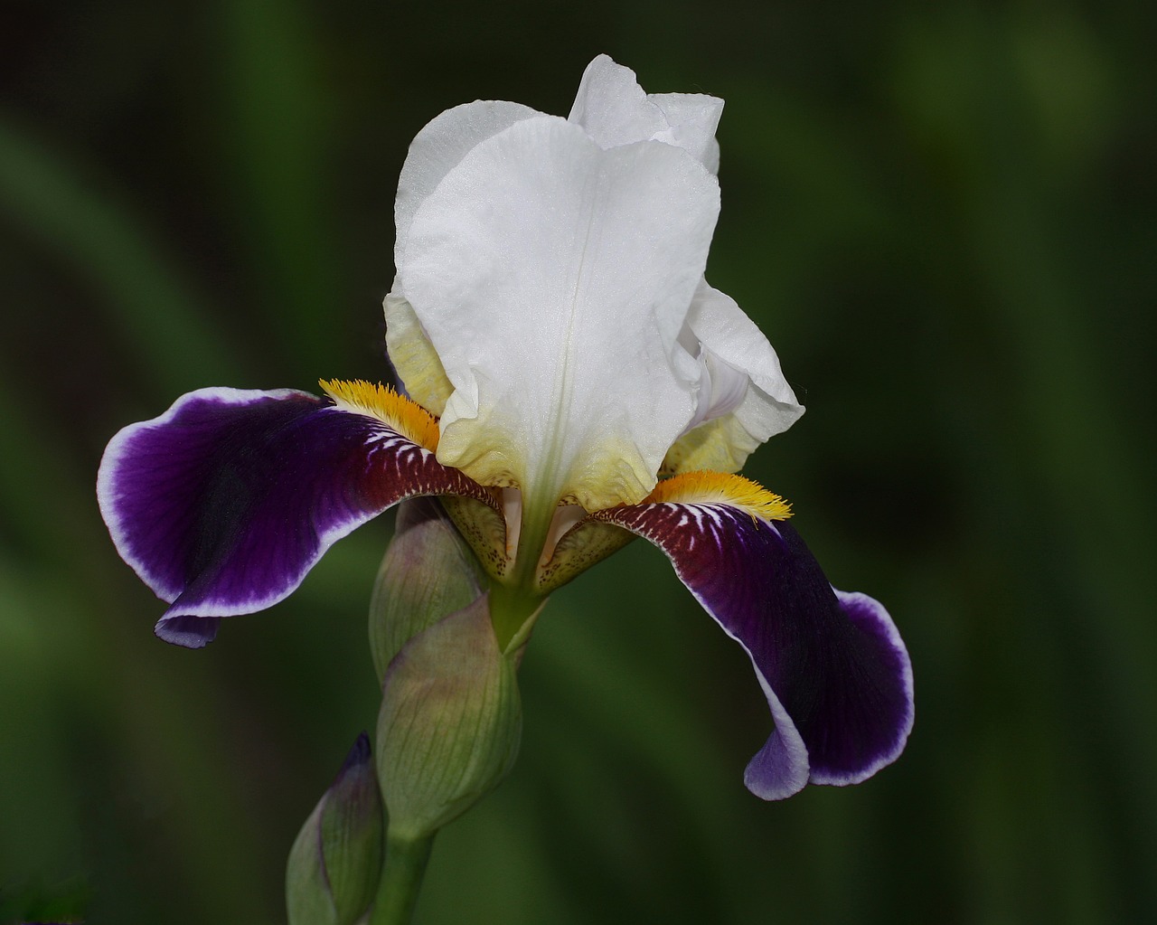 iris flower get well free photo