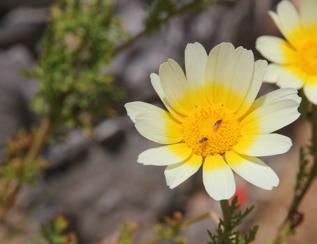 flower yellow flower green free photo