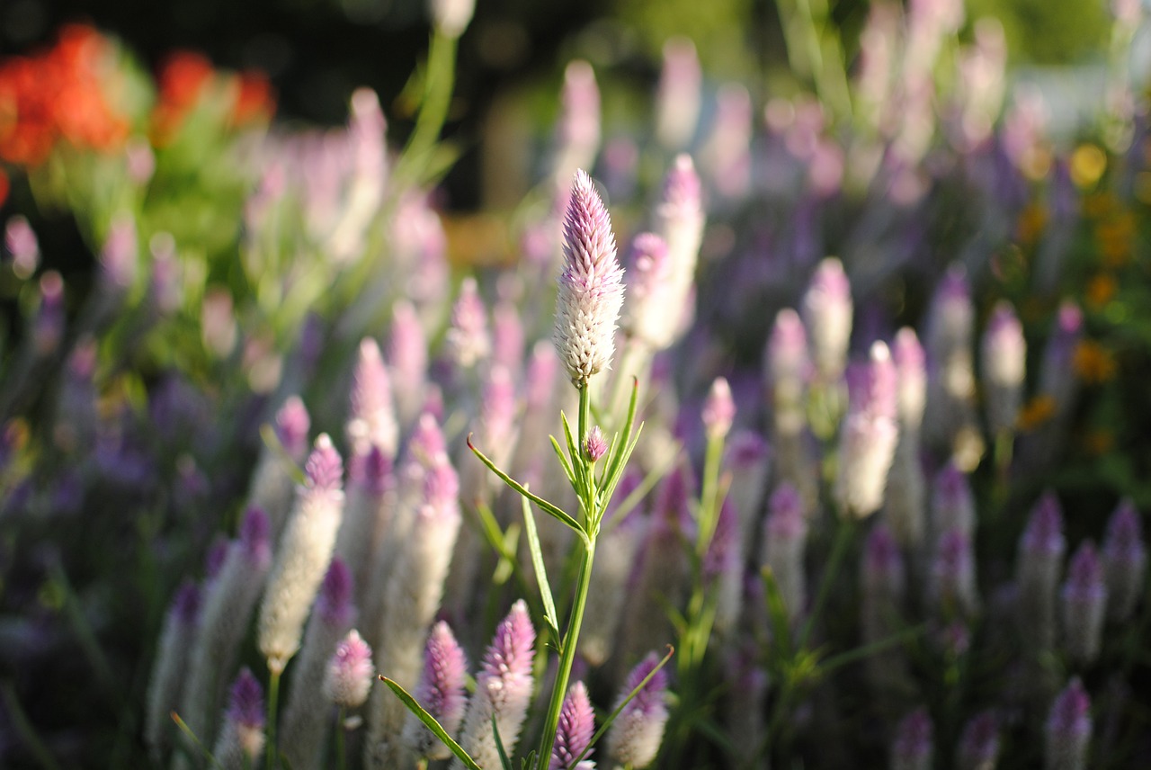 flower flower garden lavender free photo