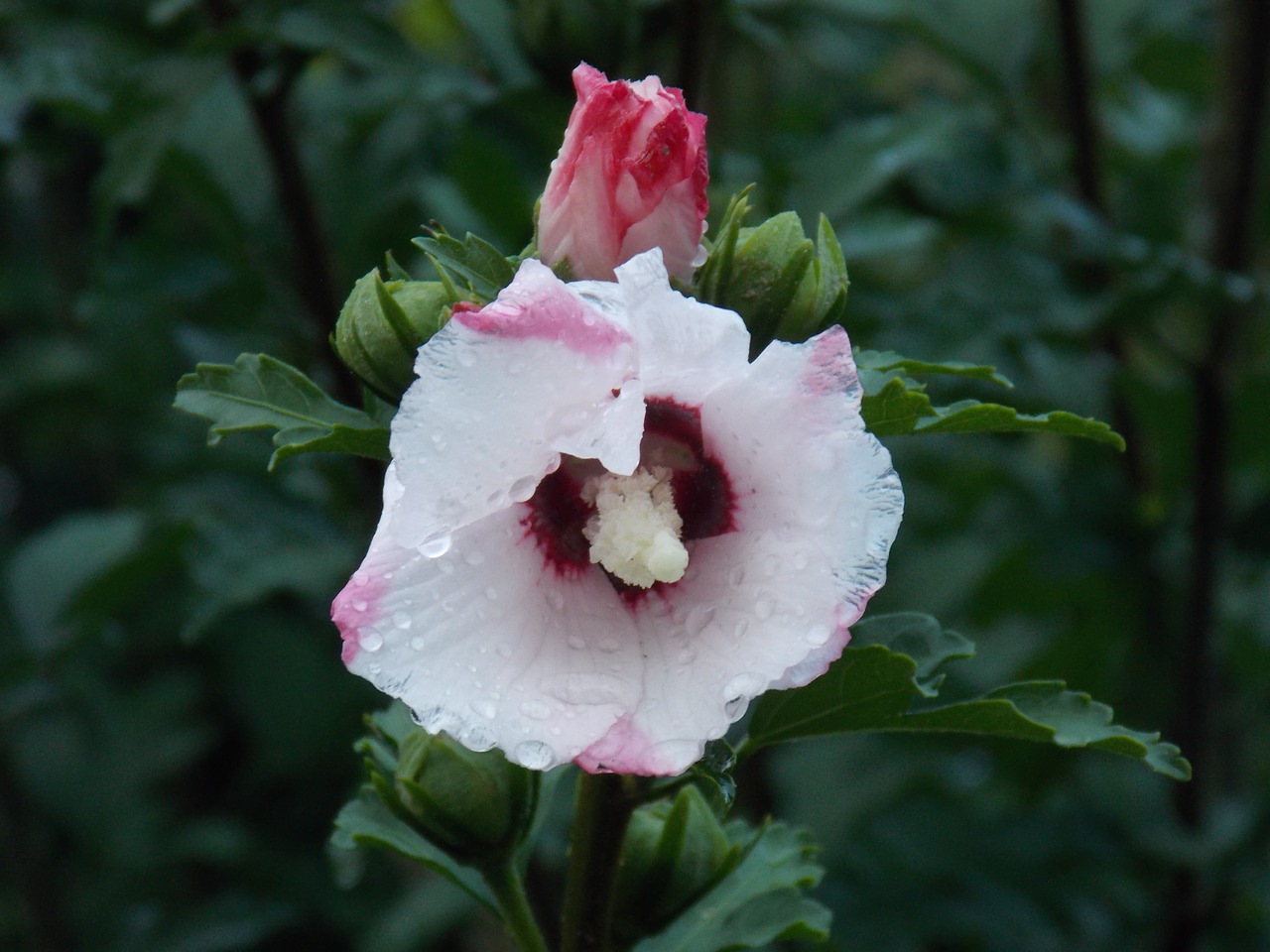 flower summer plant free photo