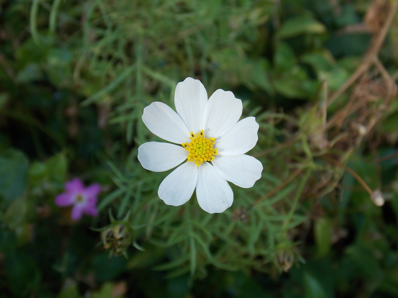 flower summer spring free photo