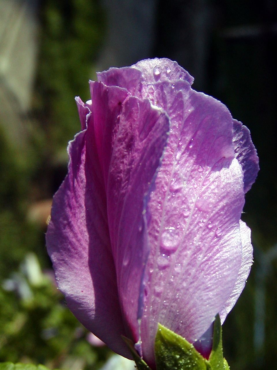 flower morning dew free photo