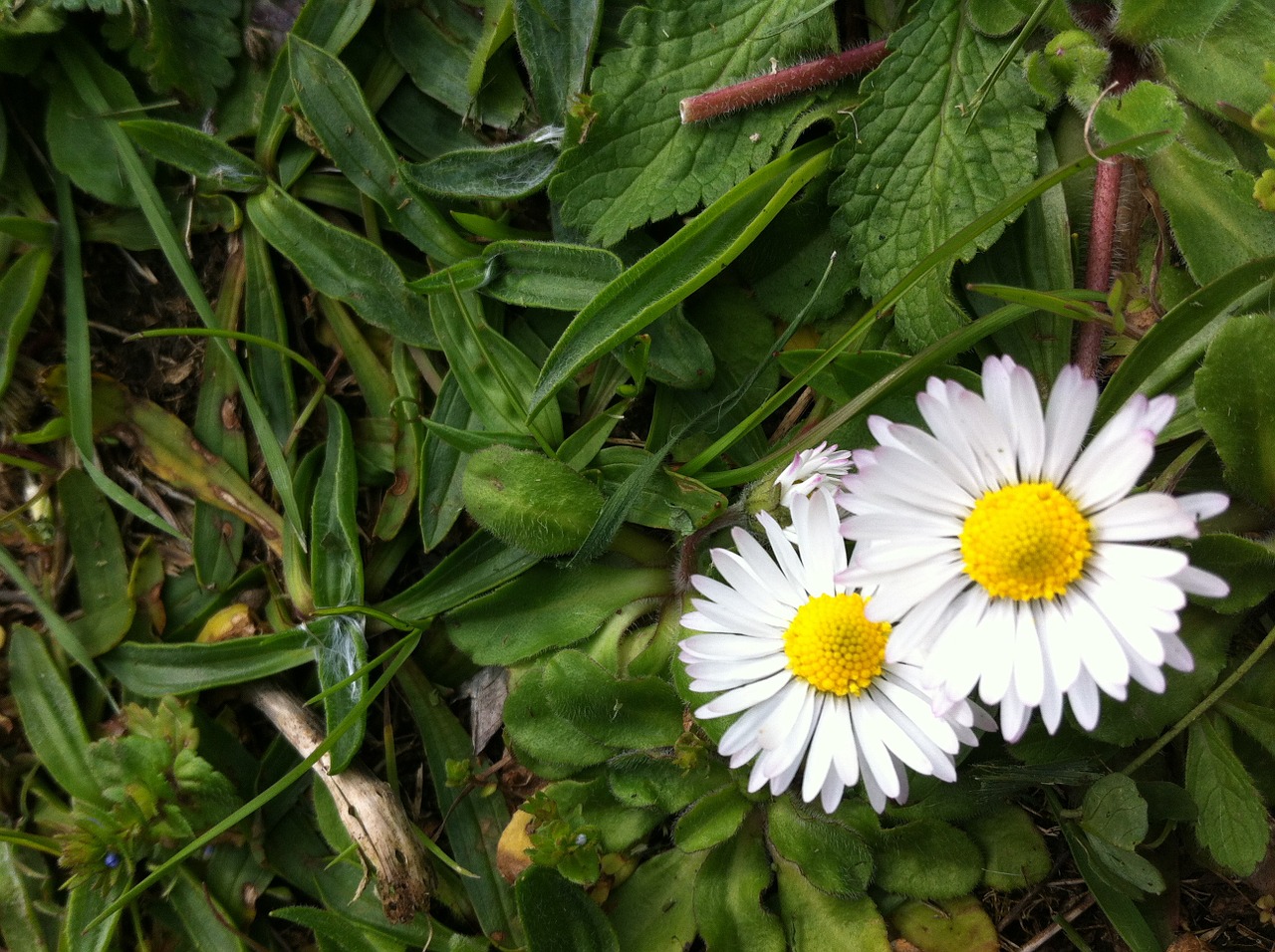 flower daisy nature free photo