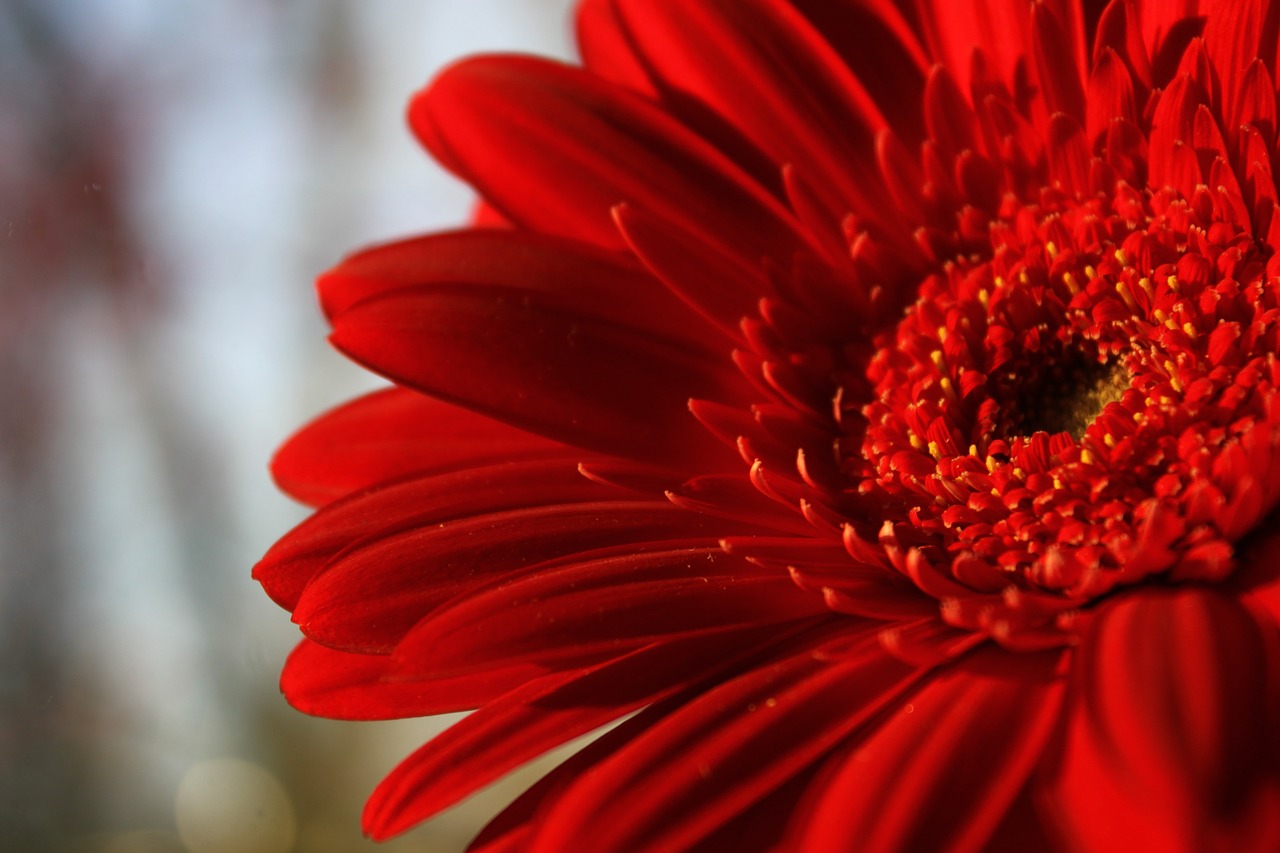 flower gerbera red flower free photo