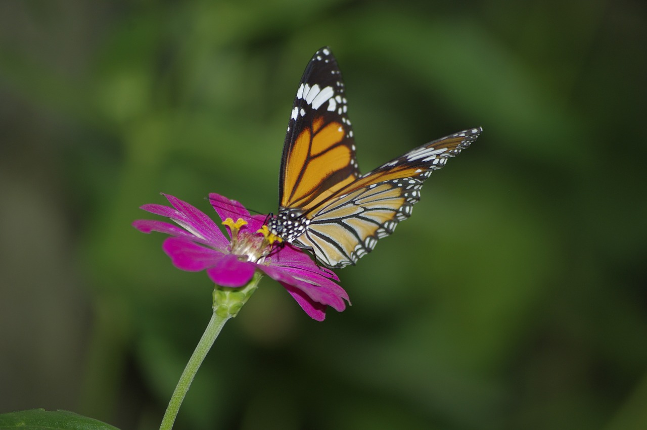 flower butterfly garden free photo