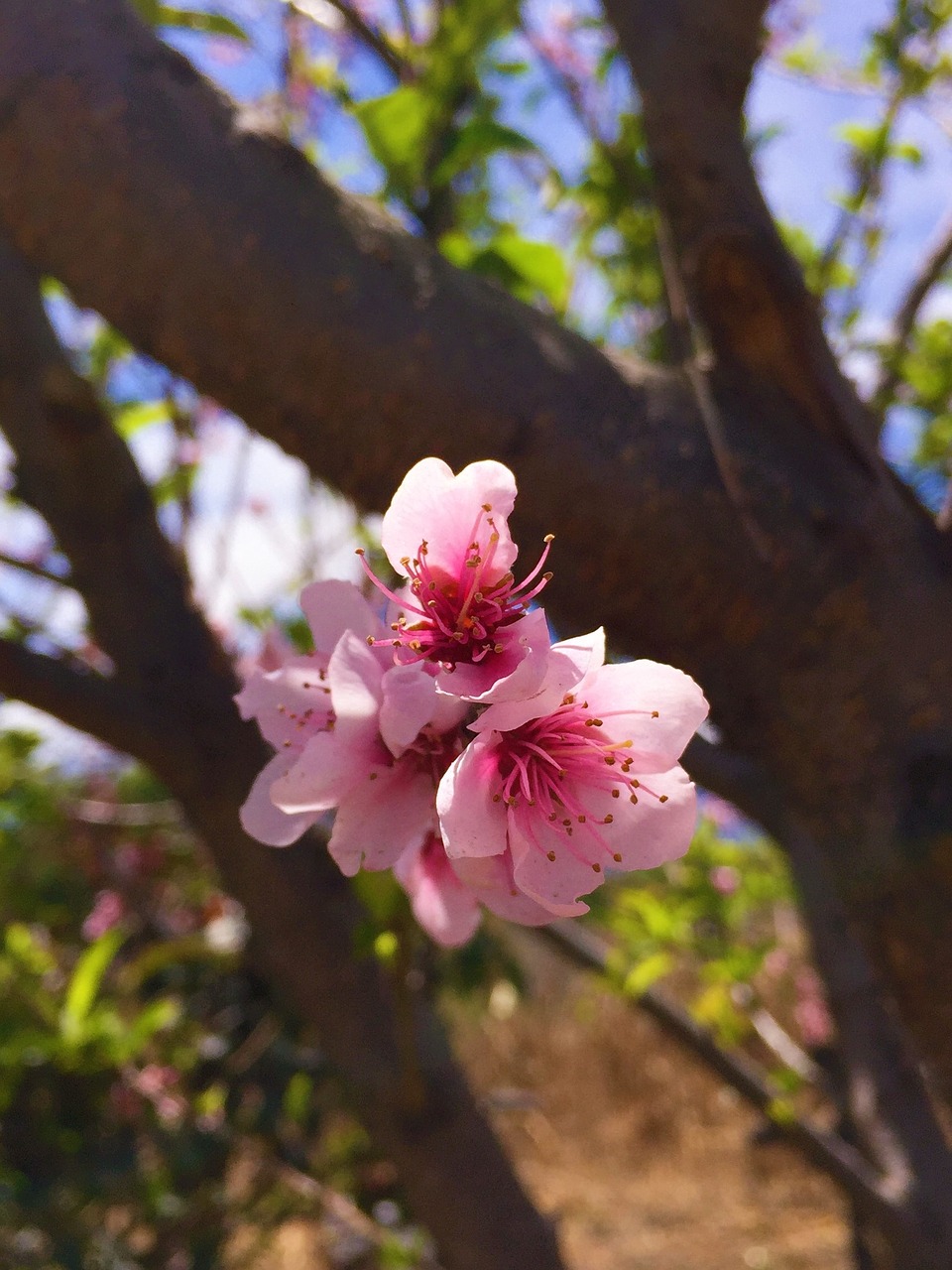 flower pink nature free photo