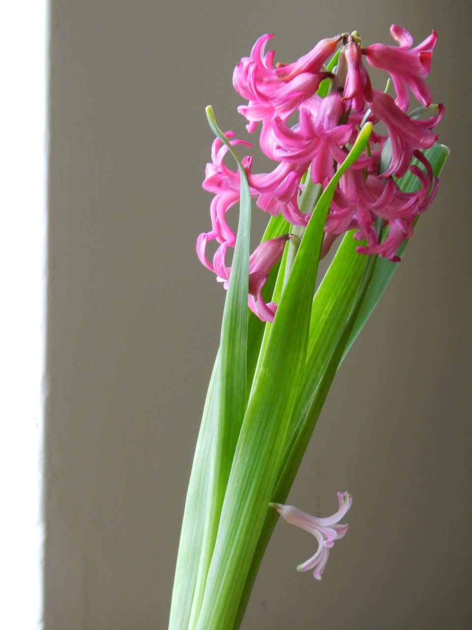 flower green pink free photo