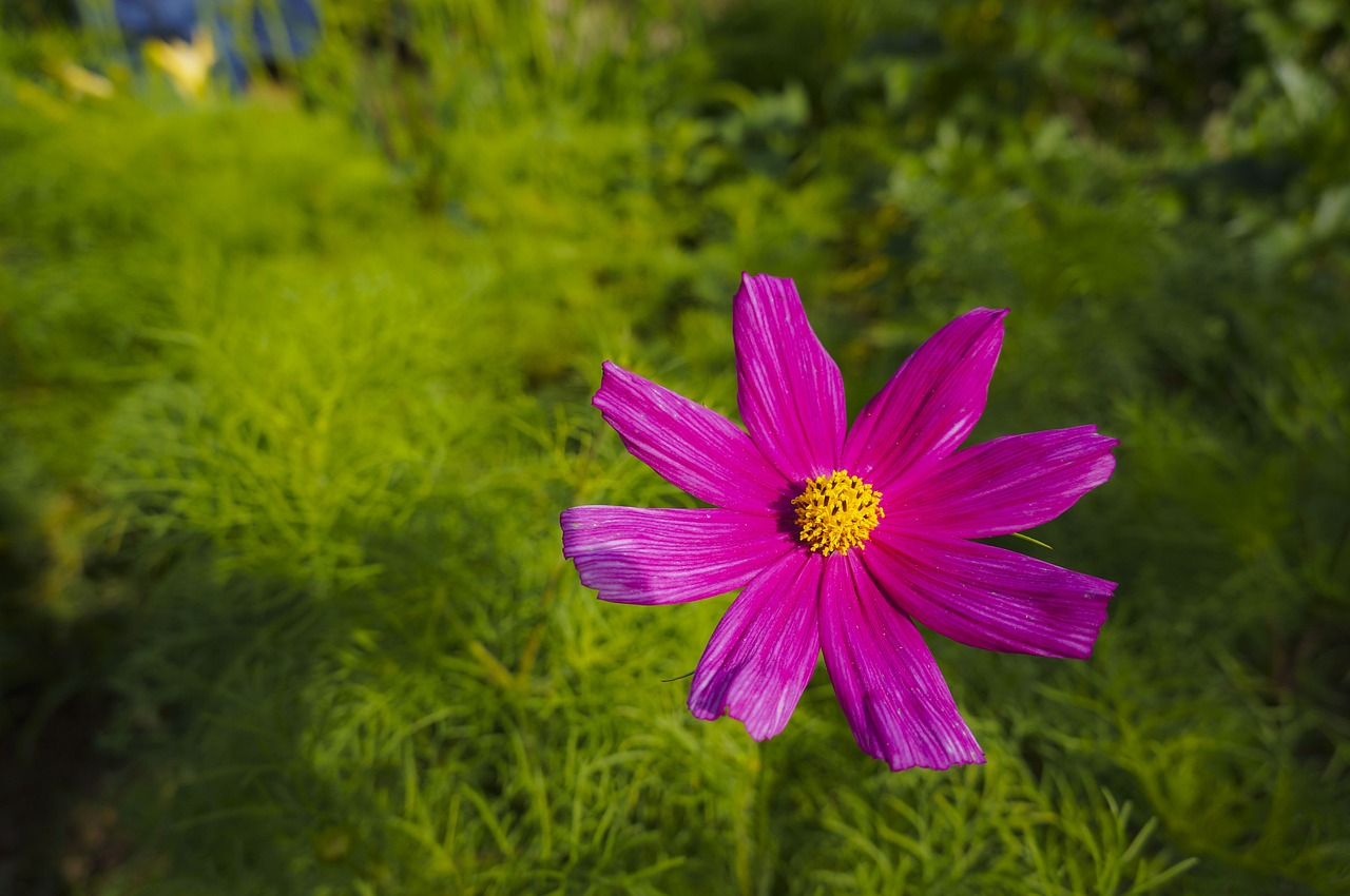 space flower plant free photo