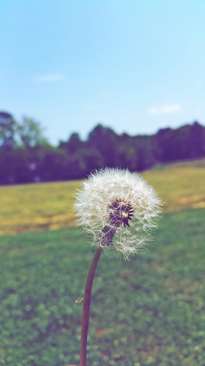 dandelion flower nature free photo