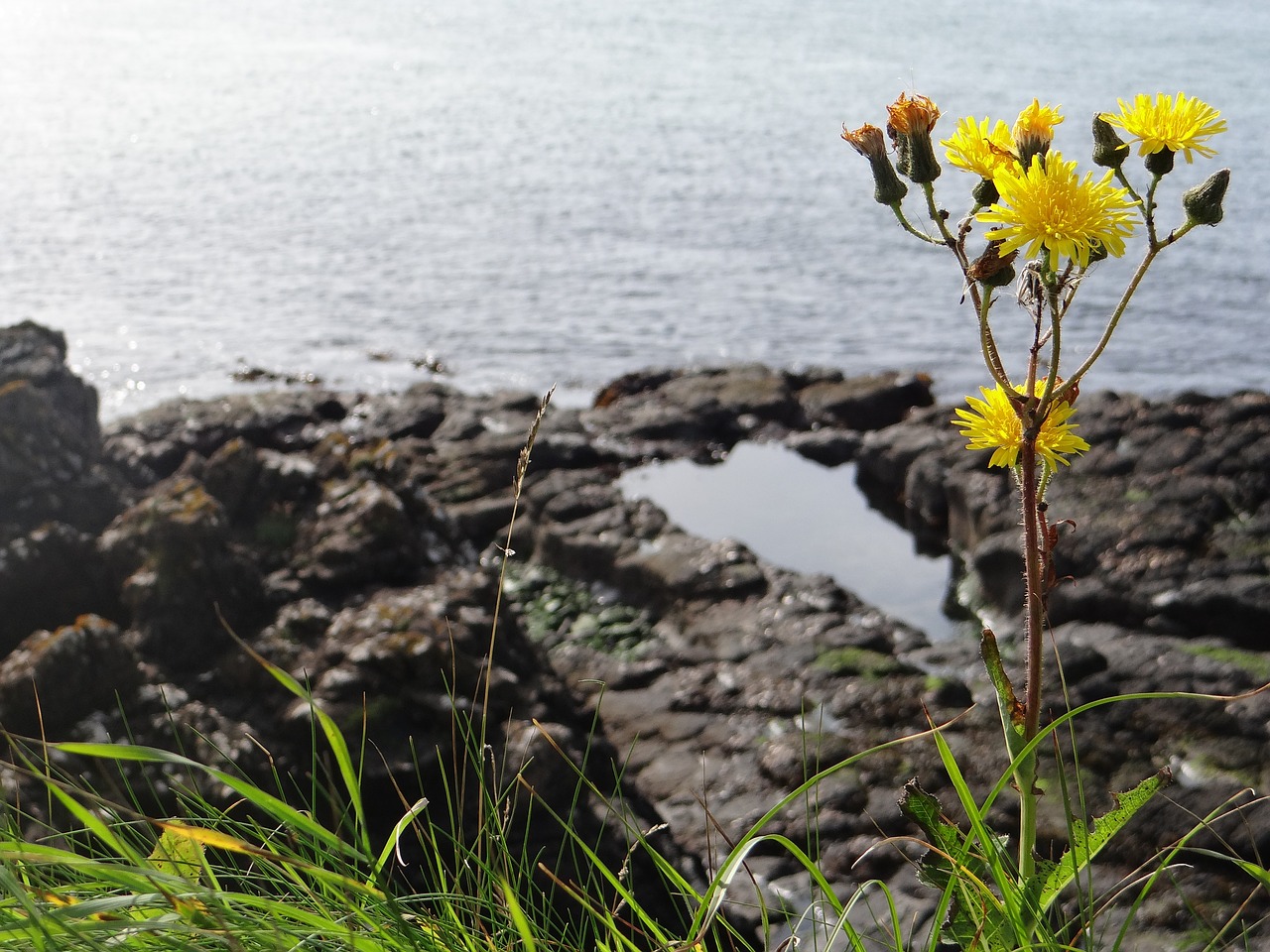 flower ocean peaceful free photo