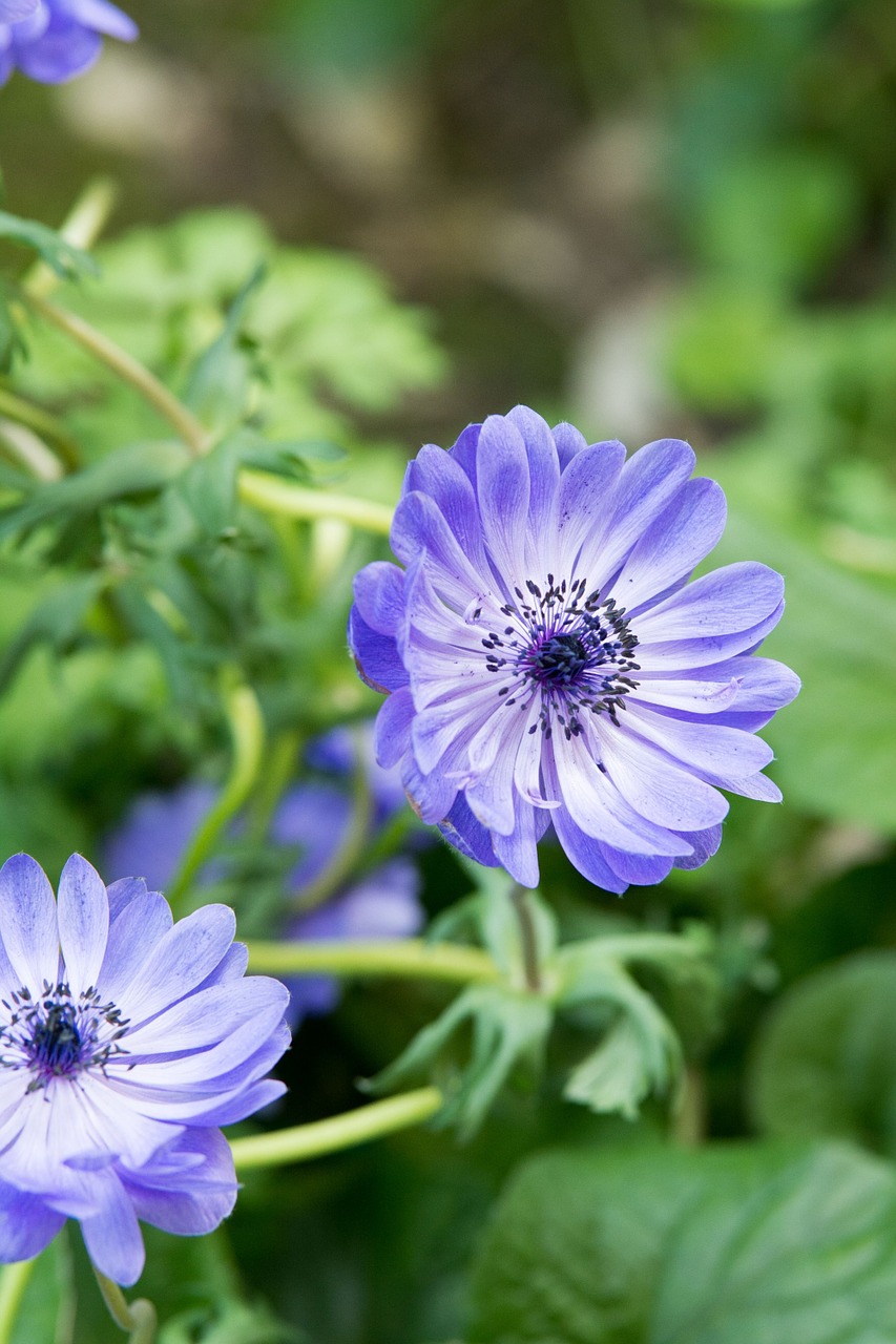 flower blue bloom free photo