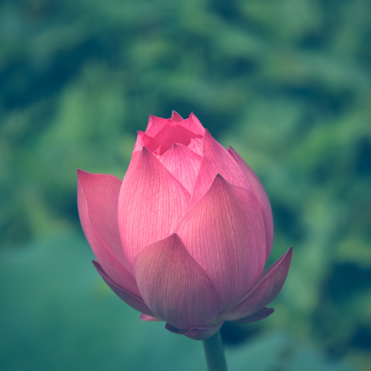 lotus flower flower lotus free photo