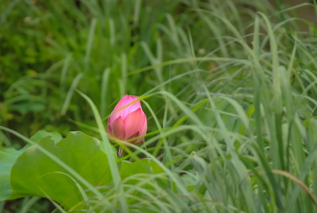 flower lotus flower lotus free photo