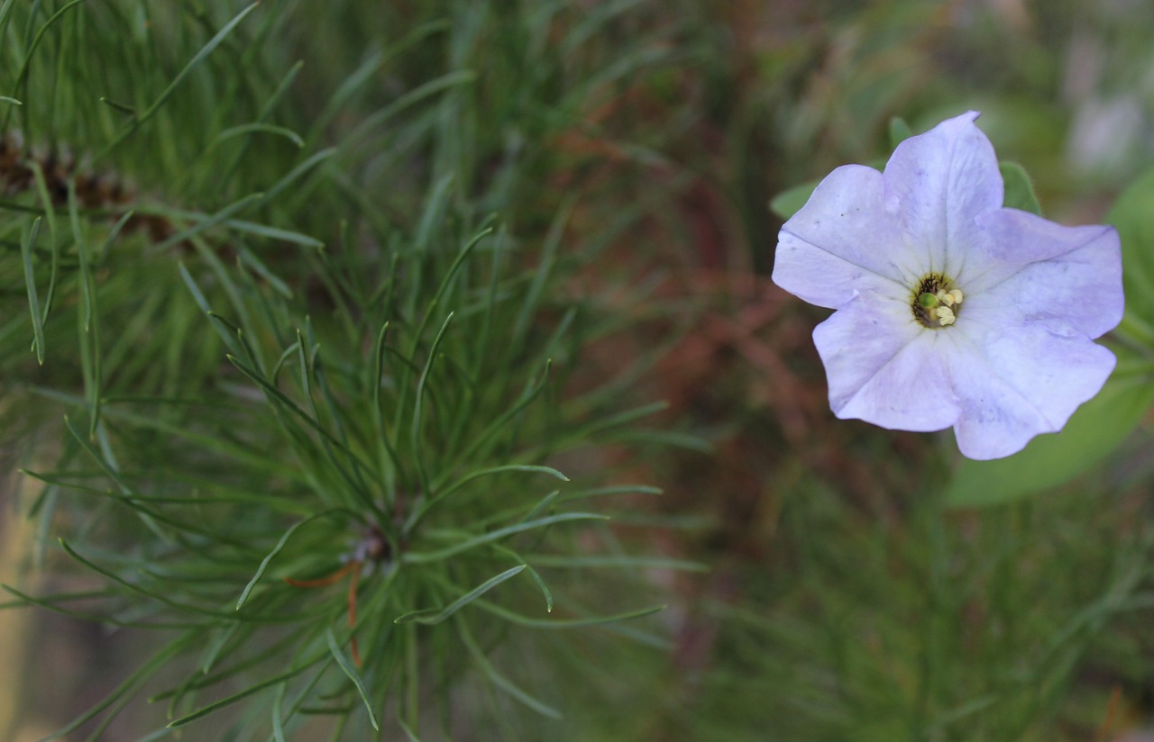 flower needles blue free photo