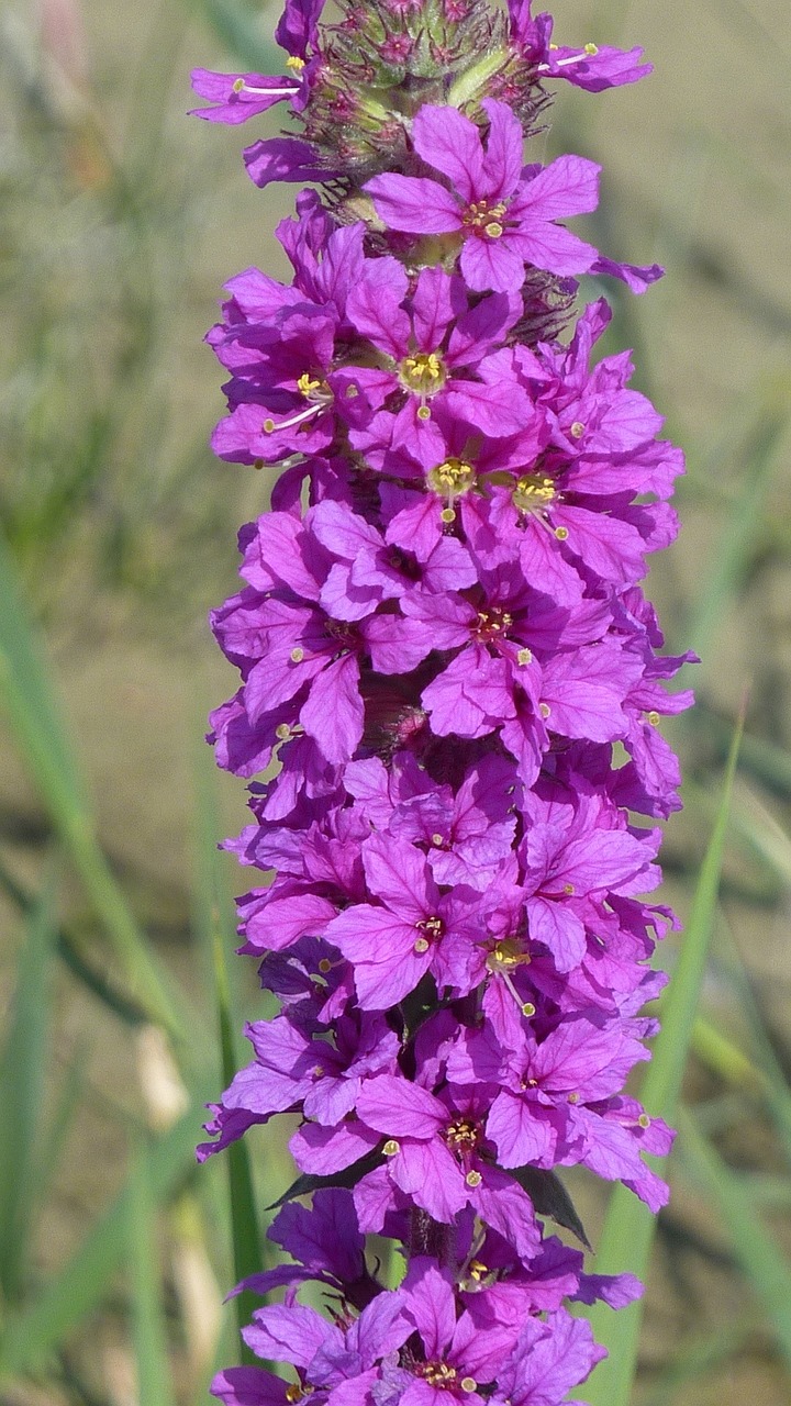 flower nature macro free photo