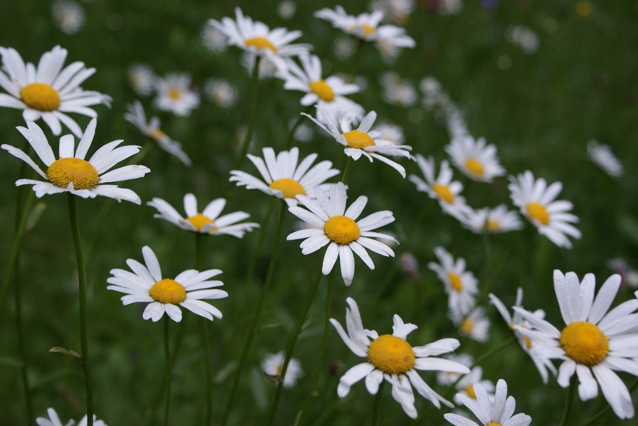 flower field meadow flower free photo