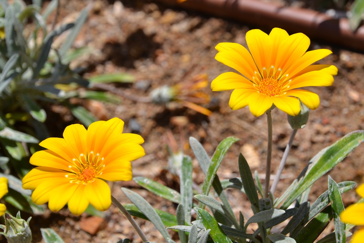 flower plant blossom free photo