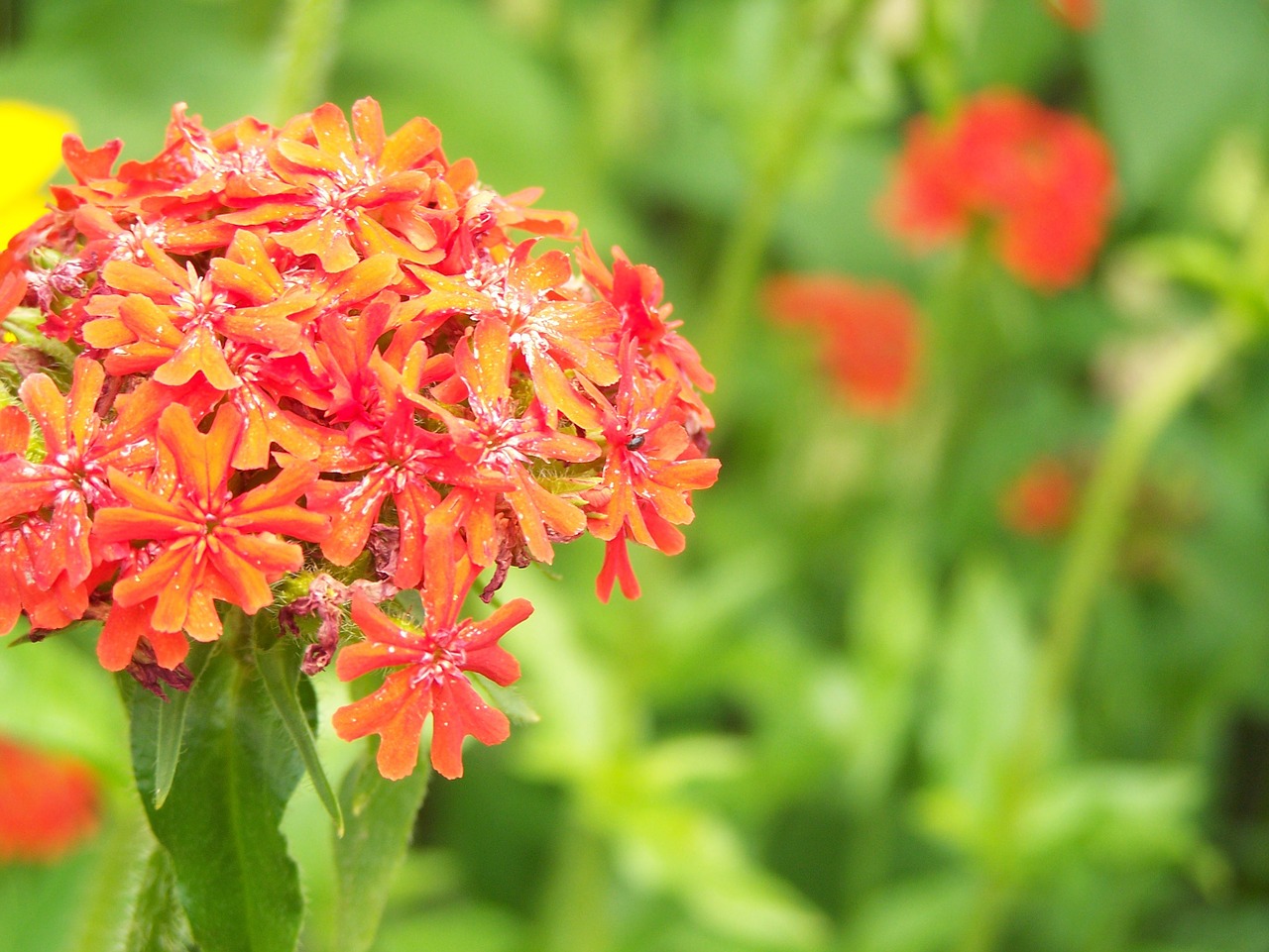 flower red orange free photo